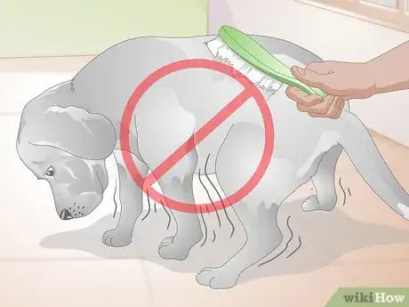 Image titled Choose Grooming Tools for an Aging Dog Step 6