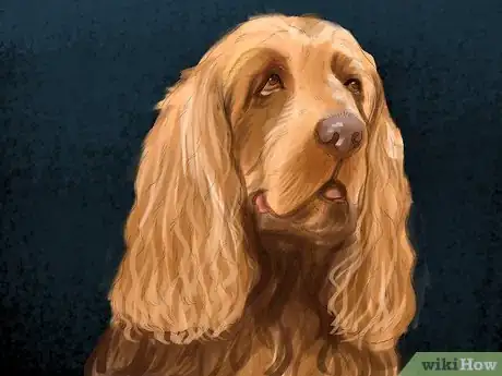 Image titled Identify a Sussex Spaniel Step 2