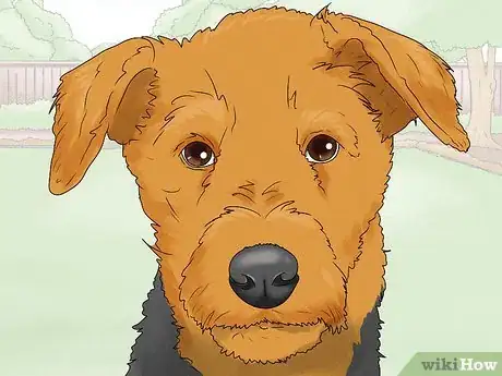 Image titled Identify an Airedale Terrier Step 4