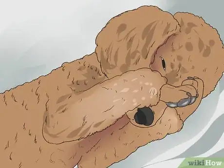 Image titled Diagnose Glaucoma in Poodles Step 1