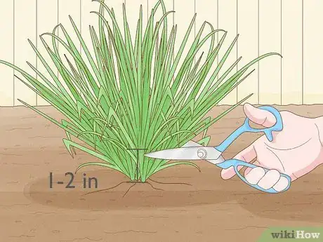 Image titled Grow Sweetgrass Step 24