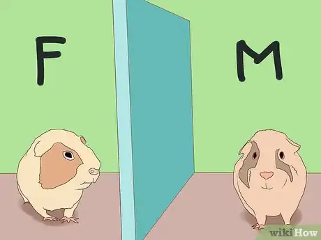 Image titled Take Photos of Your Guinea Pigs Step 8