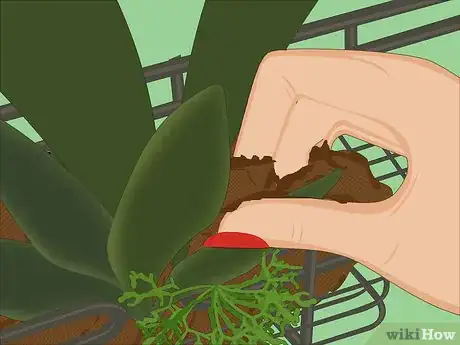 Image titled Make a Shower Caddy Garden Step 7