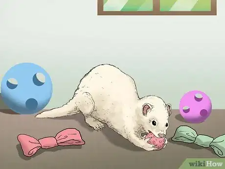 Image titled Raise Ferrets Together Step 16