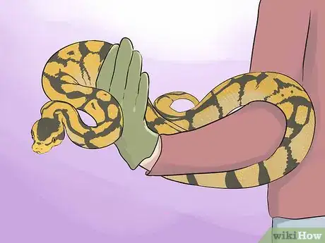 Image titled Hold a Snake Step 11