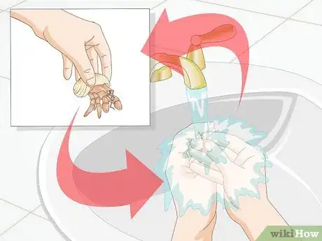 Image titled Hand Feed a Hermit Crab Step 6