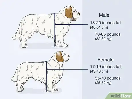 Image titled Identify a Clumber Spaniel Step 1