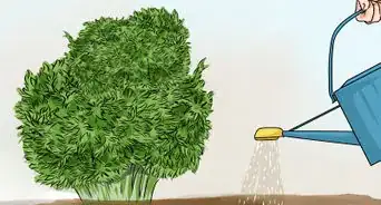 Divide a Phlox Plant