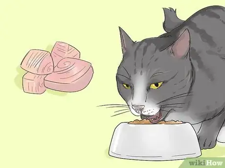 Image titled Take Care of an Aegean Cat Step 4