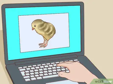 Image titled Buy Quail Chicks Step 6