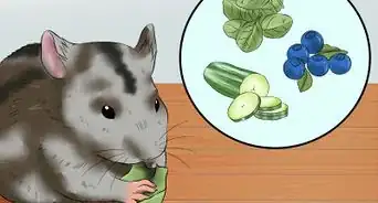 Prepare Carrots for Your Hamster