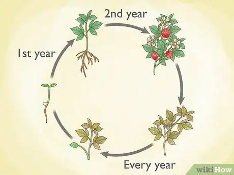 Image titled Prune Red Raspberries Step 1