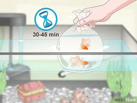 Image titled Care for Fancy Goldfish Step 10