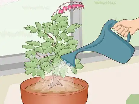 Image titled Care for a Bleeding Heart Step 10