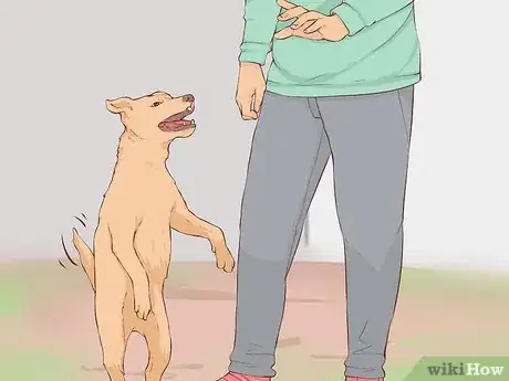 Image titled Know if Your Old Dog Stops Recognizing People Step 2