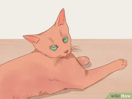 Image titled Find a Friendly Kitty Step 6