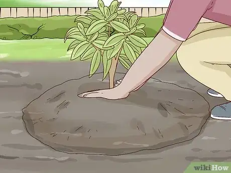 Image titled Grow Rhododendron Step 12