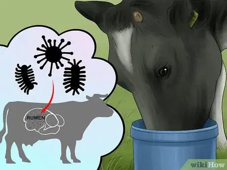 Image titled Treat and Prevent Nitrate Toxicity in Cattle Step 11