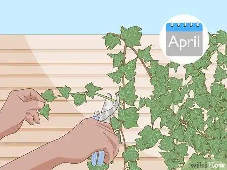 Image titled Keep an Ivy Plant Healthy Step 14