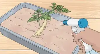 Grow a Rabbit Foot Fern