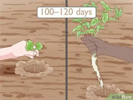 Image titled Harvest Parsnips Step 1