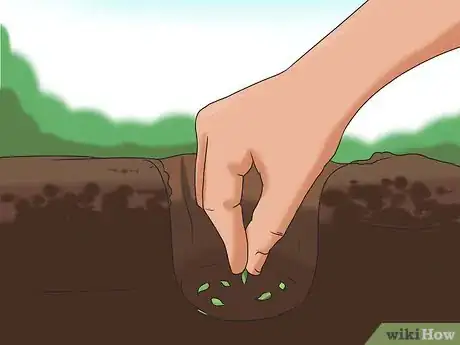 Image titled Grow Sunflowers Step 9