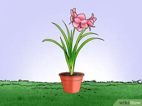 Image titled Save and Replant Forced Seasonal Bulbs Step 6