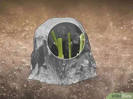 Image titled Cut Dahlia Tubers Step 2