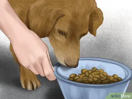 Image titled Care for Your Dog in the Winter Step 1