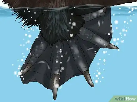 Image titled Identify a Platypus Step 5