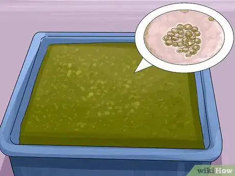 Image titled Grow Chlorella for a Food Supplement Step 5