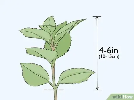 Image titled Take Softwood Cuttings Step 2