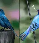Identify an Indigo Bunting