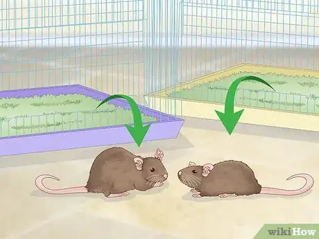 Image titled Keep a Pair of Pet Rats Step 8