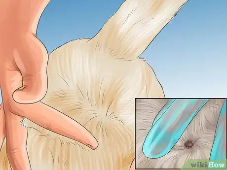 Image titled Help an Itching Dog Step 1
