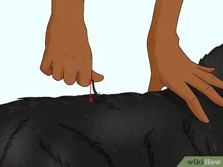 Image titled Identify a Bernese Mountain Dog Step 7