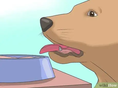 Image titled Manage a Dog with Megaesophagus Step 1