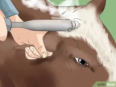 Image titled Raise Calves Step 15