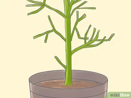 Image titled Grow a Pencil Tree (Euphorbia Tirucalli) Step 2