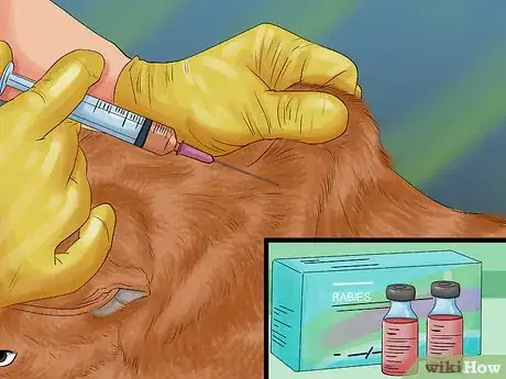 Image titled Perform Pre‐Breeding Health Checks for Dogs Step 6