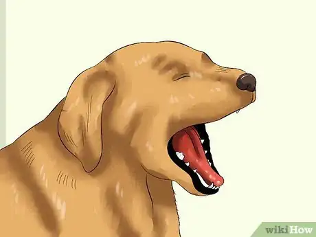 Image titled Love Your Puppy Step 14