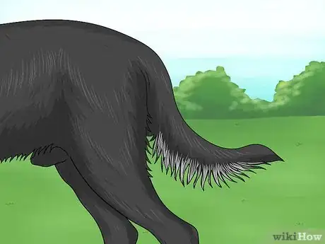 Image titled Identify a Smaland Hound Step 5