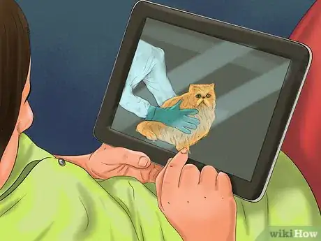 Image titled Find a Professional Cat Groomer Step 4