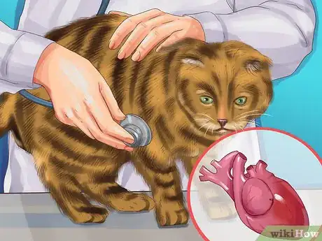 Image titled Care for Toygers Step 4