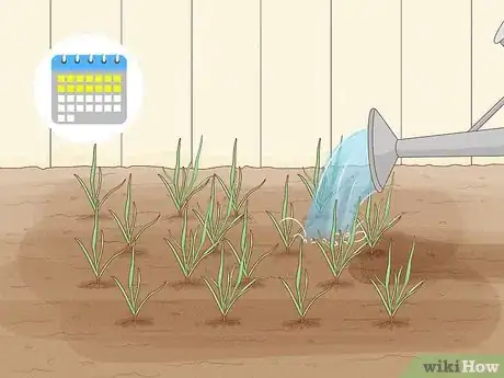 Image titled Grow Sweetgrass Step 16