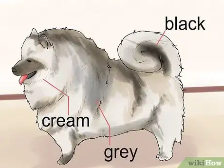 Image titled Identify a Keeshond Step 9