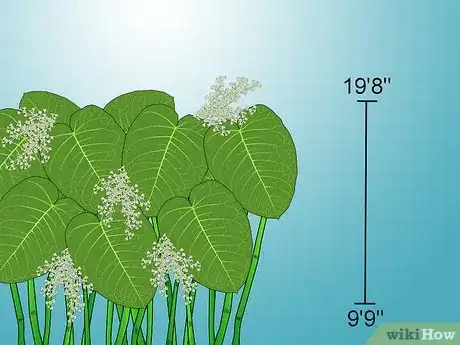 Image titled Identify Knotweed Step 20