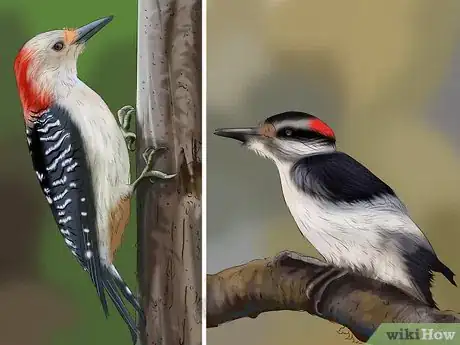 Image titled Tell the Difference Between Downy and Hairy Woodpeckers Step 7