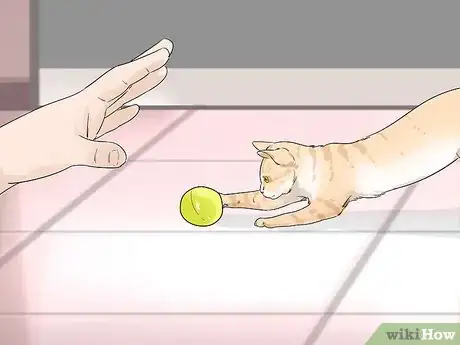 Image titled Take Care of an Aegean Cat Step 8