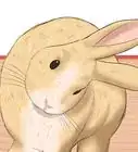 Prevent Snuffles (Pasteurella) in Rabbits